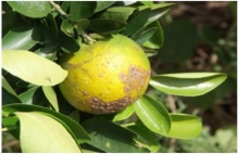 Asiatic canker of citrus